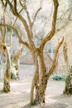 Sunset sunlight in a multi-storey olive grove. Tree trunks entwined with ivy. 스톡 사진