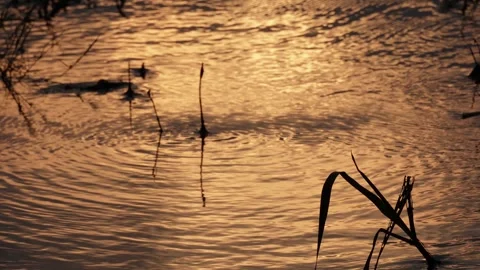 At sunset, sunlight reflects of the water Stock Footage 314579595
