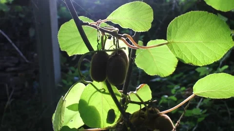 Sunset Sunlight Shining Through Kiwi Fruit Leaves and Hanging Fuzzy Kiwifrui Video stock 346999036