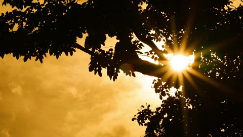 Sunset Sunlight Shining On Trees And Leaves 4K Stock Footage 341861395