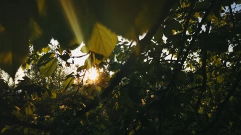 Sunset sunlight streaming through tree leafs in spring Stock Footage 250006064