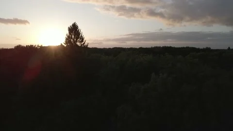Sunset - Sunrays trough Trees Stock Footage 194422525
