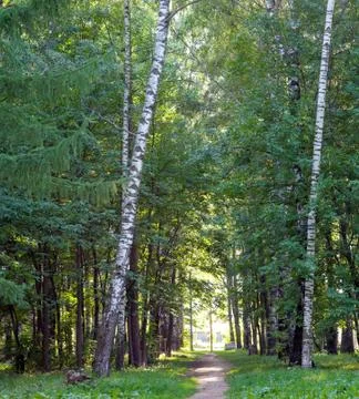Sunset sunrays on a walking path in a summer city park in the evening Stock Photos