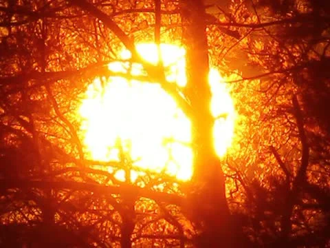 The sunset (sunrise) behind the branches Stock-Footage 10880614