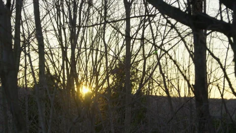 Sunset sunrise at horizon through bare trees and branches silhouette hand held Vidéo 275303345