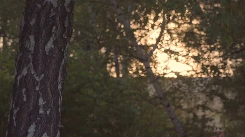 Sunset sunrise light through birch leaves Stock Footage 84842063