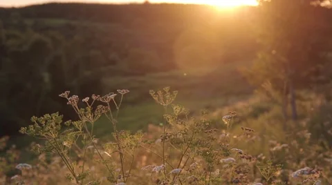 Sunset Sunrise Spring Summer Twilight Glow Stock Footage 53221653