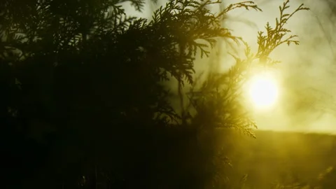 Sunset sunrise through coniferous trees and branches silhouette hand held Stock Footage 275303220