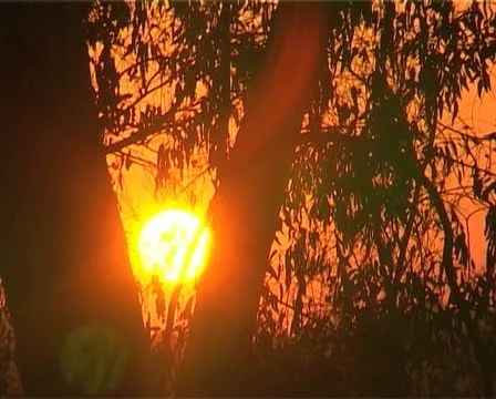 Sunset / sunrise time-lapse over tree Stock Footage 20512372