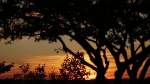 Sunset sunrise trees Stock Footage 83352579