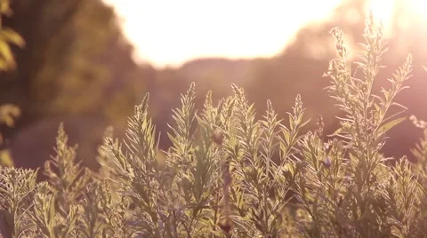 Sunset Sunrise Twilight Glow - Spring Plants 動画素材 53223111