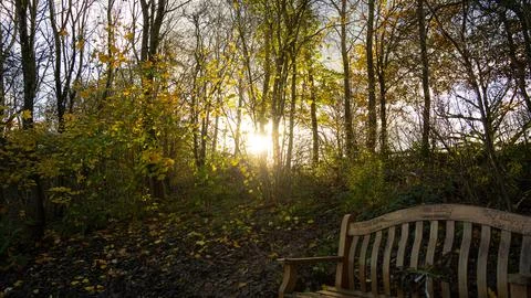 Sunset. Sunset among the trees Stock Photos