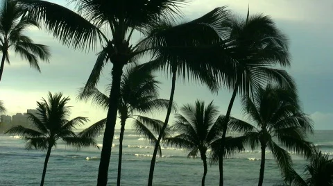 Sunset with surf and palm trees Stock Footage 97020