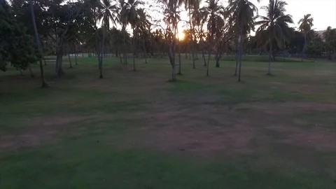 Sunset surrounded by palm trees and the sea Stock Footage 93101839