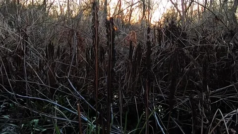 Sunset in the Swamp Forest 스톡 동영상 136946252