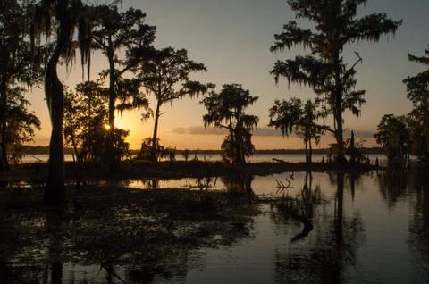Sunset In The Swamp Stock Photos