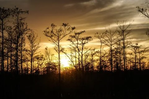 Sunset in the swamp Stock Photos