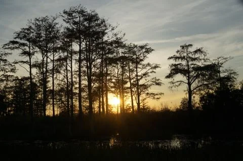 Sunset in the swamp Stock Photos