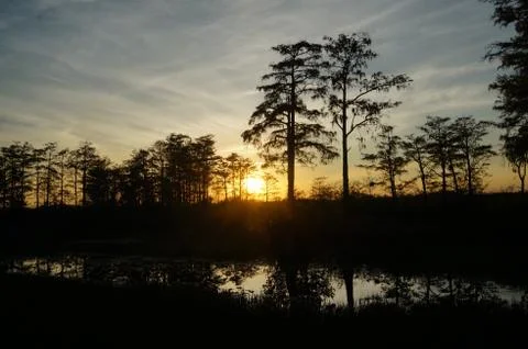 Sunset in the swamp Stock-Fotos