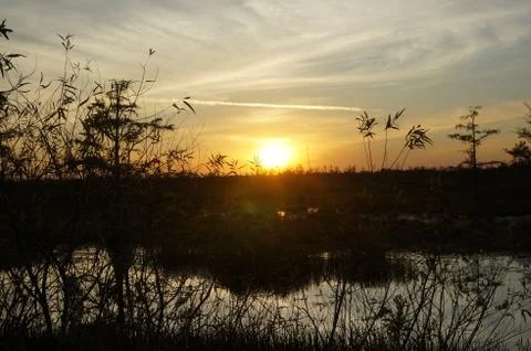 Sunset in the swamp Stock Photos