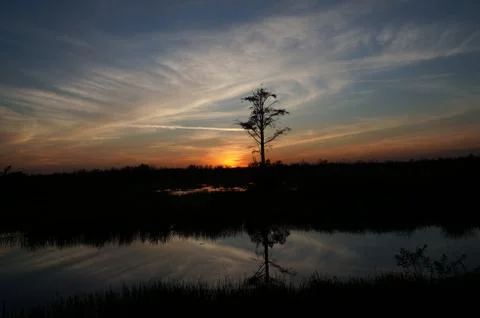 Sunset in the swamp Stock Photos