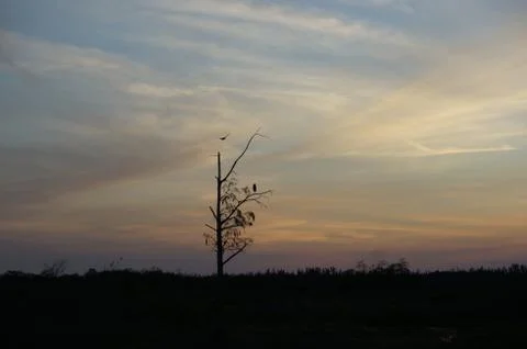 Sunset in the swamp Stock Photos