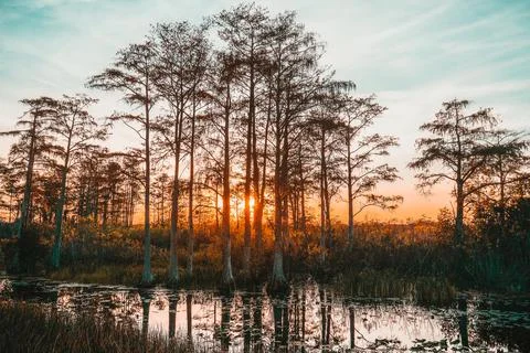 Sunset in the swamp Stock Photos