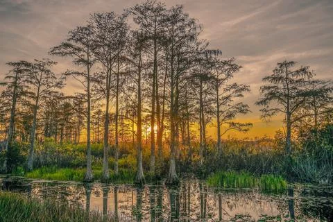 Sunset in the swamp Stock Photos