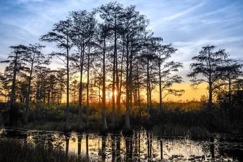 Sunset in the swamp Stock Photos