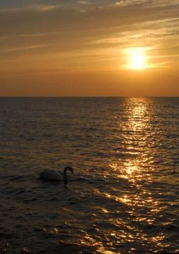 Sunset swan Stock Photos