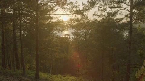 Sunset in the swedish woods Stock Footage 41330443
