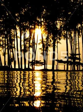 Sunset at a swimming pool with the sun shine through palm trees Stock Photos