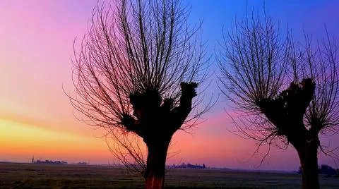 Sunset talks to trees Stock Photos