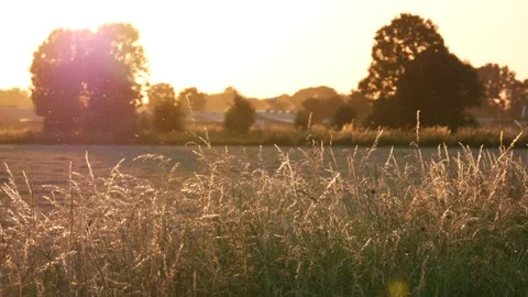 Sunset with tall grass, landscape backlight with trees in blurred background 库存影片 134626467