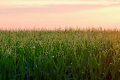 Sunset Tassles Stock Photos