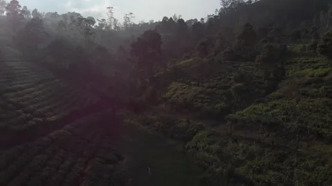 Sunset Tea Fields with birds flying high Stock Footage 234523600