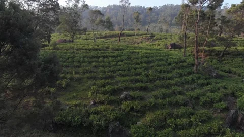 Sunset Tea fields in Sri Lanka Stock Footage 234523742