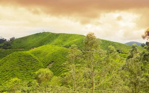 Sunset on tea plantation Stock Photos