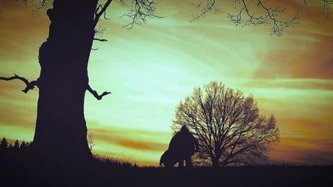 At sunset there is a grim Reaper 動画素材 91344930