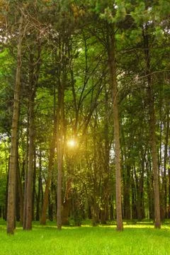 Sunset in a thick beautiful green forest in summer Stock Photos