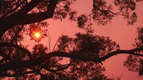 Sunset In Thick Bushfire Smoke 
Behind Breeze-Stirred Aussie Gum Tree 動画素材 123282852