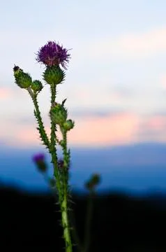 Sunset with thistle flower Foto stock