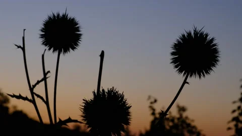Sunset Thistle Plant 库存影片 158093932