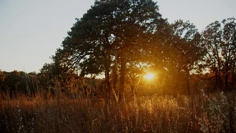 Sunset though old tree in fall tracking shot Stock Footage 119189385
