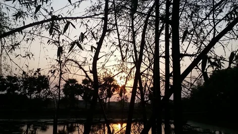 Sunset Through Bamboo Trees &amp; Leaves Footage beside Pond Stock Footage 107656220