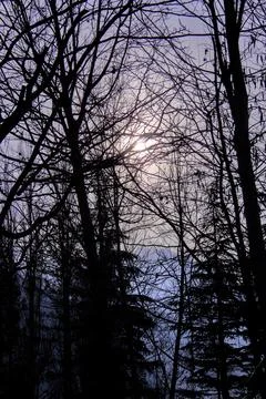 Sunset Through Bare Trees Silhouette Purple Sky Stock-Fotos