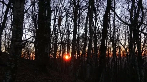 Sunset through bare trees in a winter forest Stock Footage 335650512