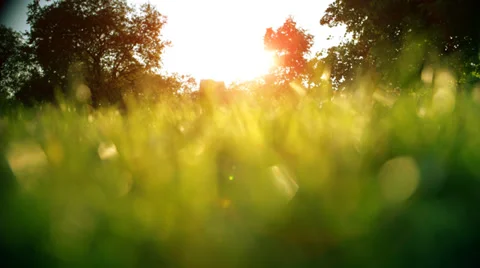 Sunset through blades of grass Stock Footage 38018673