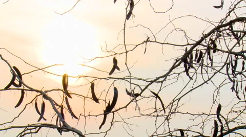 Sunset through branches and fruits on leafless tree Stock Footage 42178236