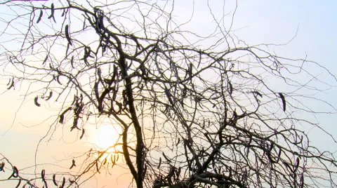 Sunset through branches and fruits on leafless tree Stock Footage 42178295